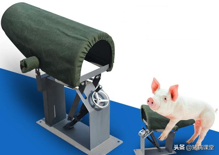 猪场公猪授精技术,猪场经产母猪查情技术视频教程