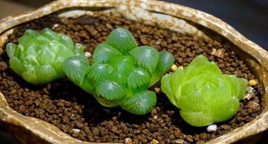 多肉玉露闷养最佳时间,养殖的多肉为什么叶子变黄