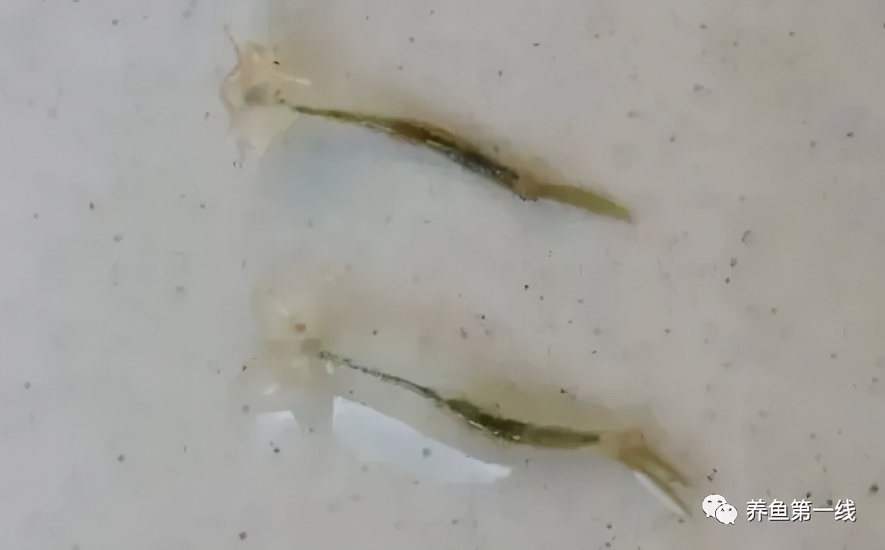 鱼身上有红斑用什么药治理,鱼身上有红斑怎么解决