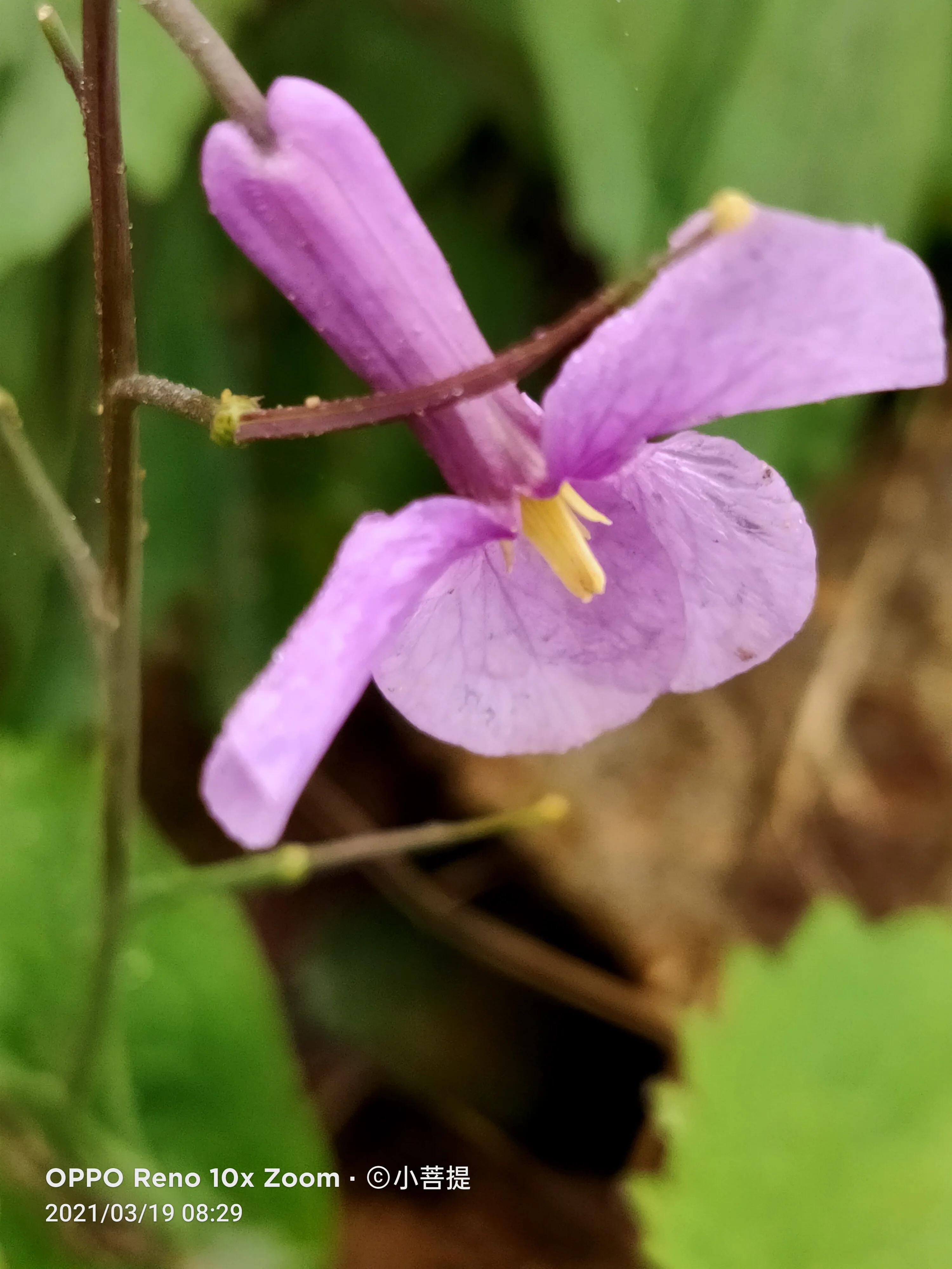 这种植物为成就蜀国屡次北伐功不可没