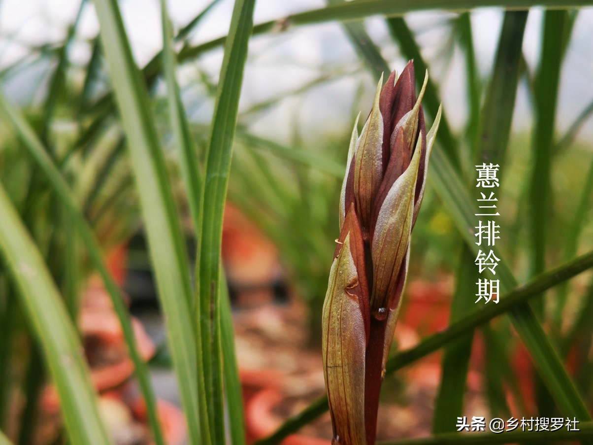 蕙兰排铃期的管理方法,蕙兰花蕾期怎么管理