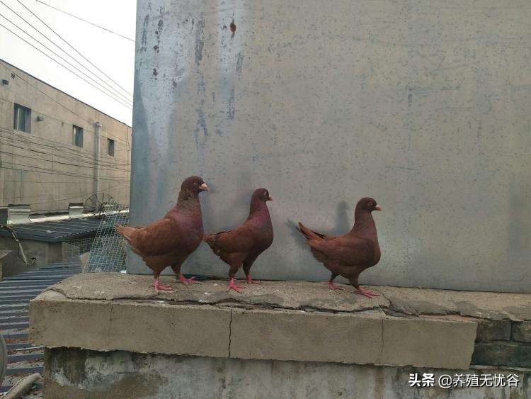 最简单养鸽子方法,鸽子养殖中常见的鸽子疾病