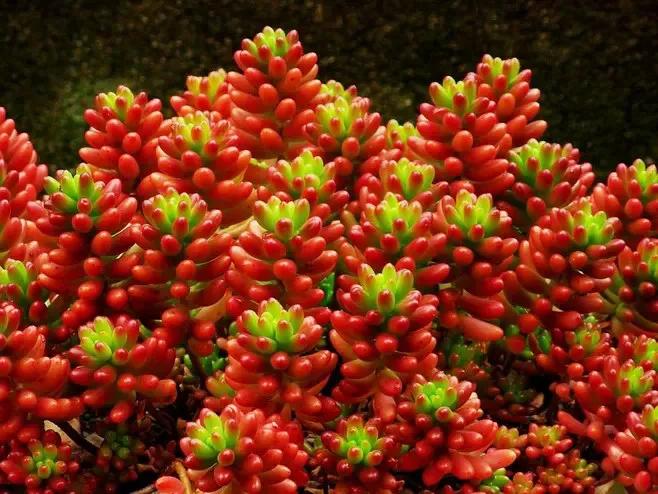 好养又易爆盆的多肉,多肉爆盆小仙人球