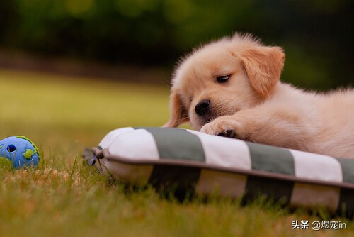 狗狗空运要多少钱到三亚,狗狗从昆明空运到常州多少钱