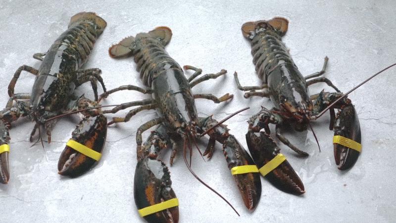 蒜蓉芝士焗龙虾的做法窍门视频,蒜蓉蒸波士顿龙虾的做法大全