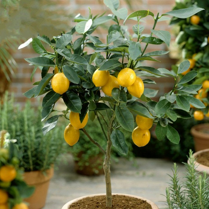 净化空气而且对身体好的花,净化空气对人身体有益的花