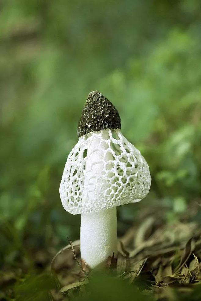 菌中皇后竹荪菇,菌中皇后