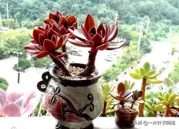 哪些多肉适合养老桩?多肉老桩摆窗台最精致了,看一眼就忘不了
