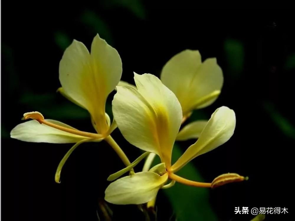 佛教为什么有五树六花,佛教中的五树六花图片