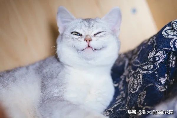 拽了猫咪尾巴会拉稀吗,拽猫咪尾巴会拉稀吗