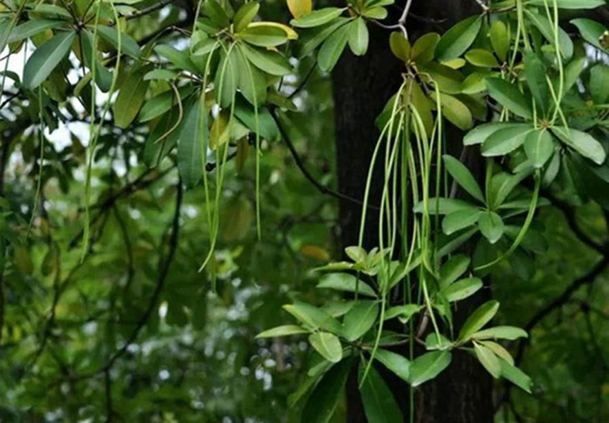 百种水果,100种果子大全