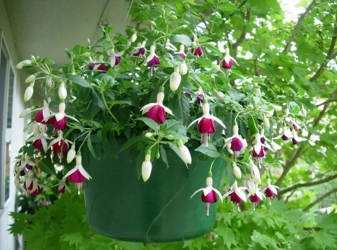 开花灿烂的几种吊盆花，养窗台上就能孕育花朵，不过打理却不容易