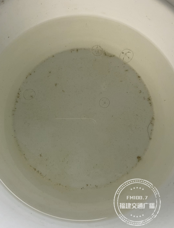 水中大熊猫桃花水母现身庐山西海,罕见泸州再现水中大熊猫桃花水母