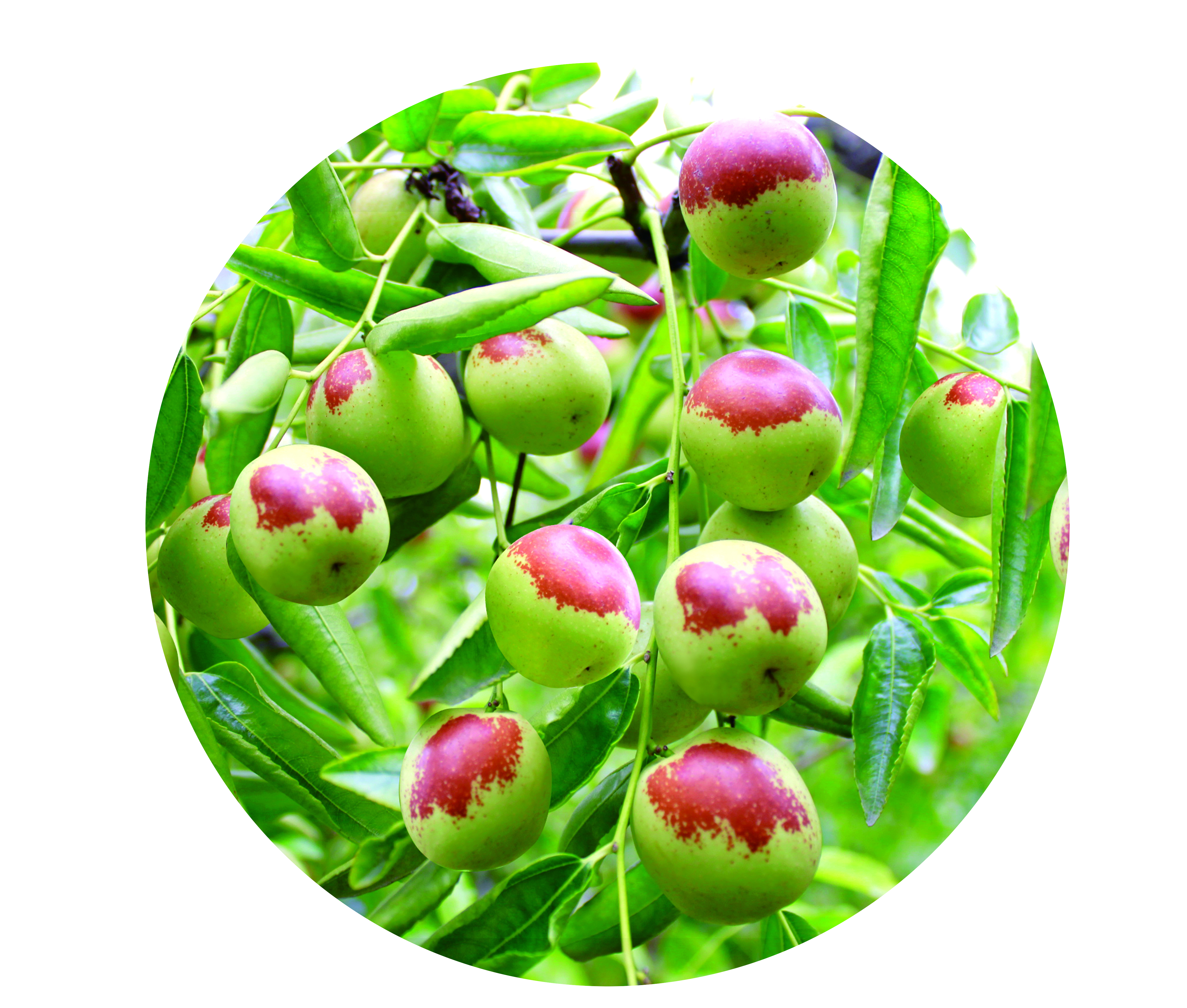 鍐灒涓浗,涓浗鍐灒涔嬩埂