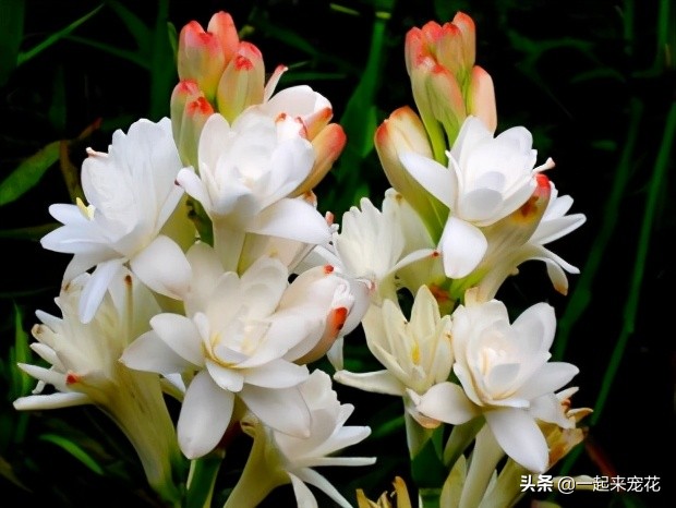 好闻好养适合在卧室养的香水花,哪种香水花最好养