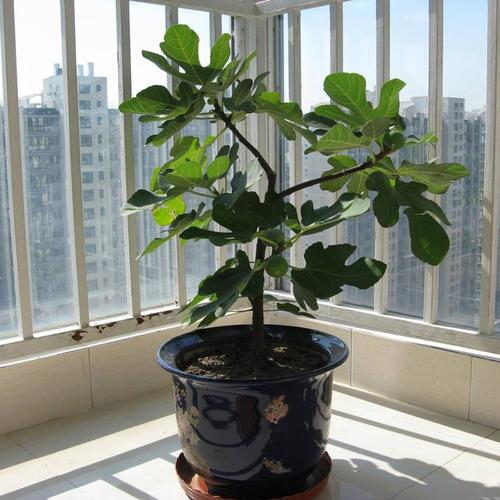 无花果被称为生命之果,生命之树盆栽
