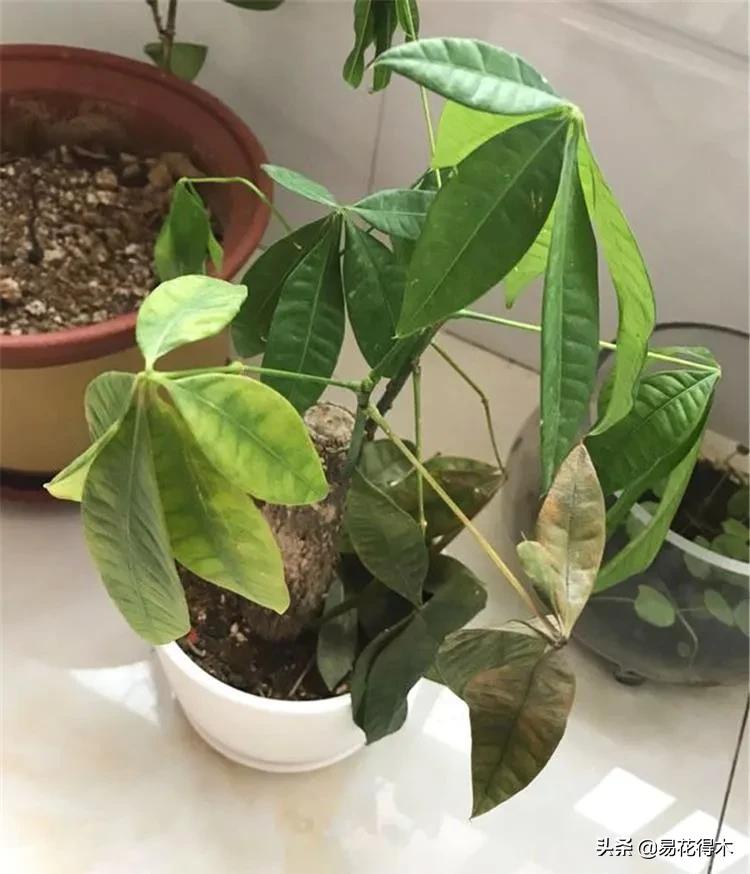 盆栽枯萎什么原因,家里的盆栽总是蔫