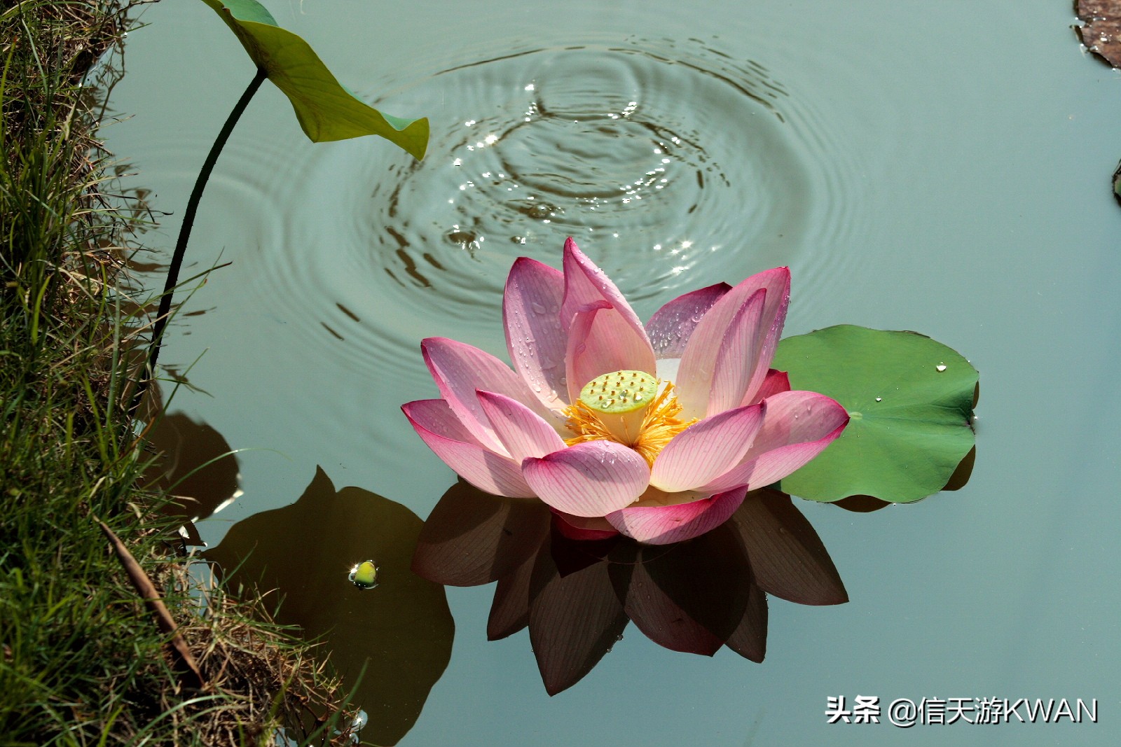 澶忚嚦宸茶嚦鑽疯姳鏅偣 (澶忚嚦宸茶嚦閭ｅ氨蹇樺嵈鐐庣儹鍘昏祻鑺卞惂)