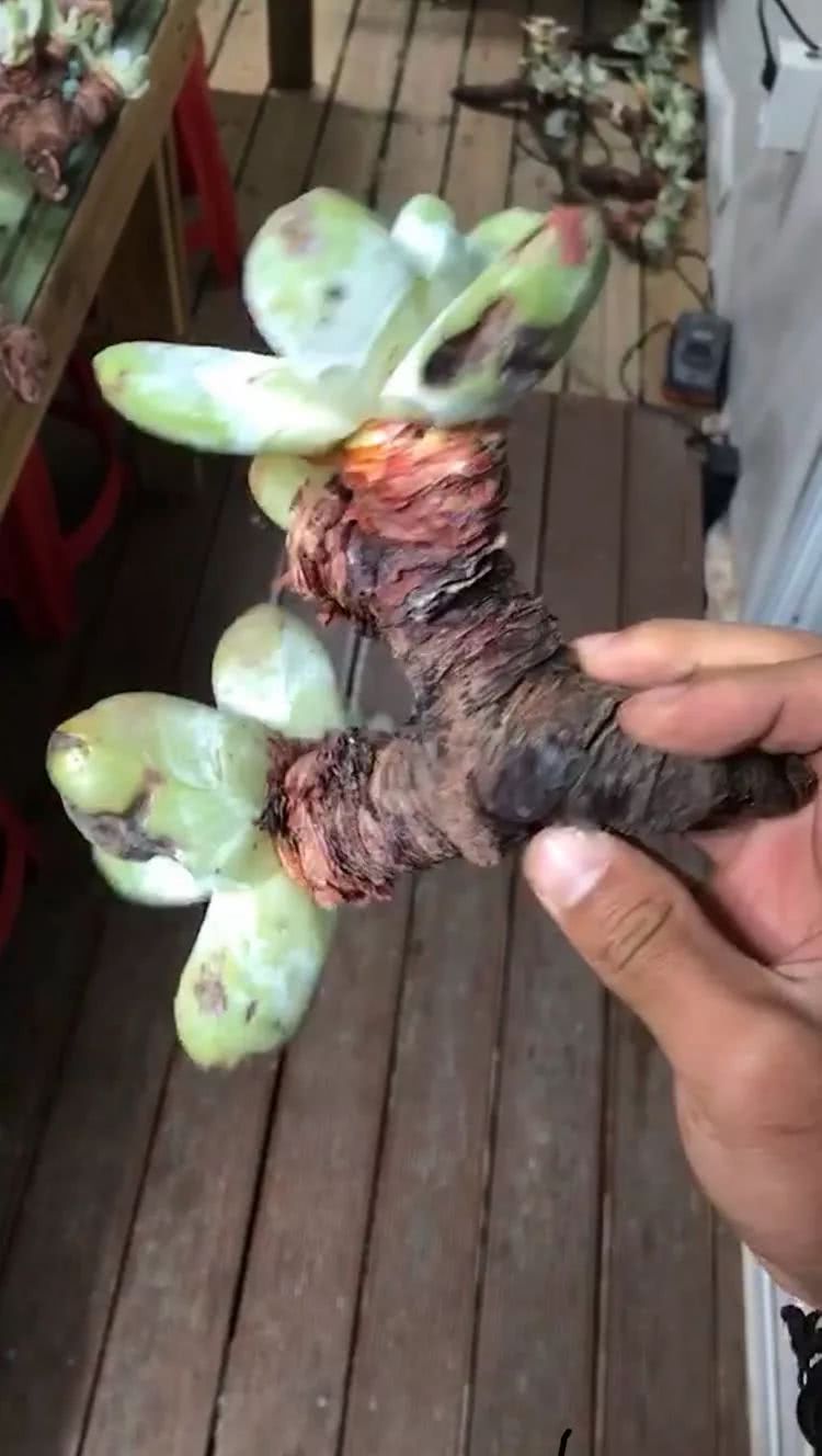 肉叔带你走遍韩国多肉大棚,记一次精彩的采摘之旅