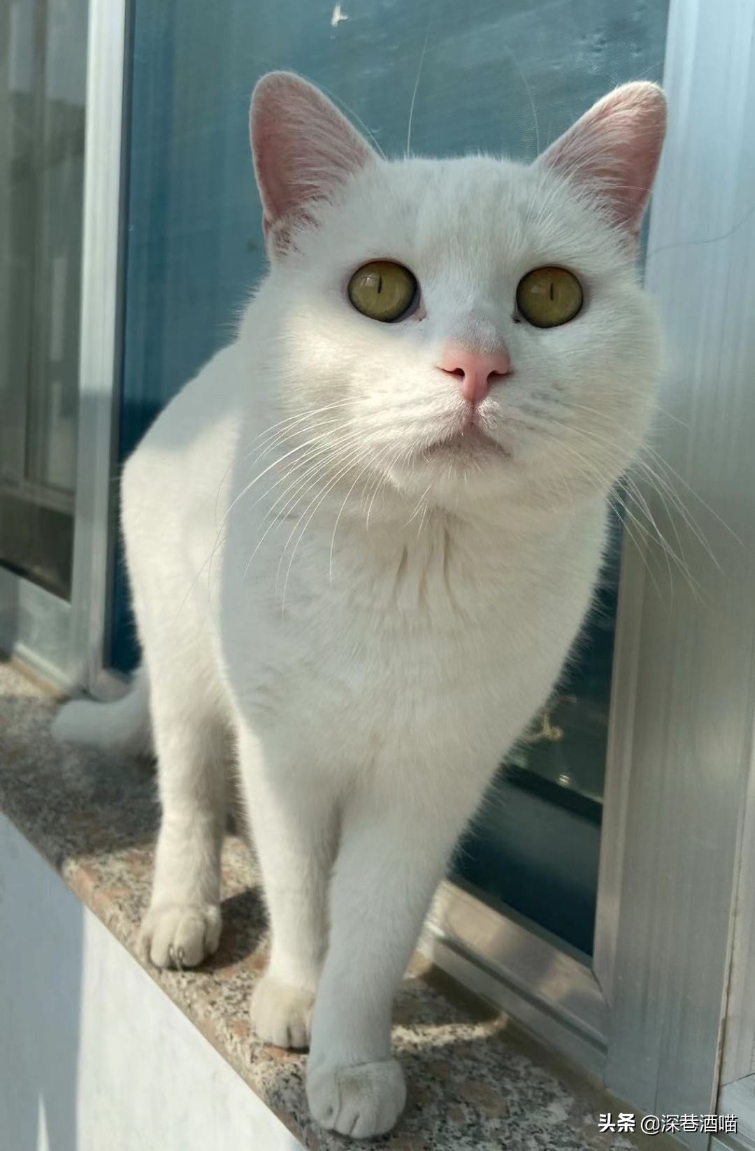 中国的田园犬有多聪明,田园猫的身体素质有多强