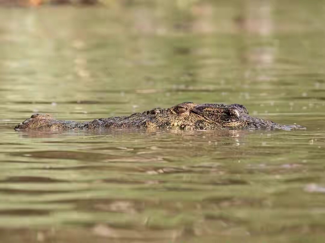 婆罗洲丛林危险,夜宿深山老林防野兽袭击