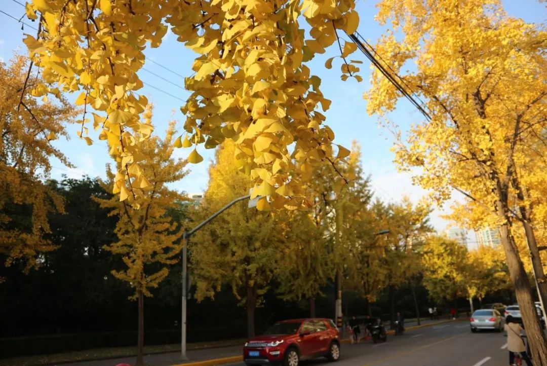 上海银杏叶打卡的地方,上海周边哪里有银杏叶