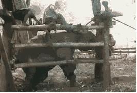 被囚34年取精，被迫亲手杀死爱子，最后只能挣扎着死去……