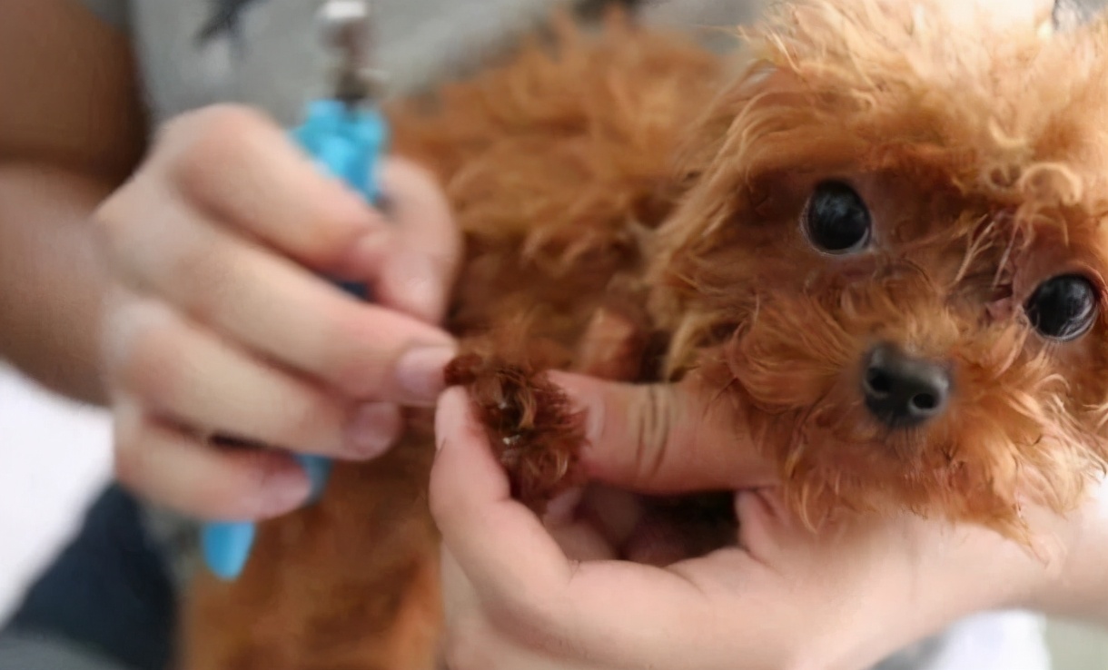 铲屎官怎么处理狗子拉屎问题,哪些原因会使狗狗长期软便拉稀