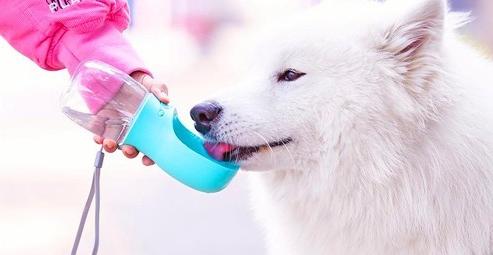 萨摩耶如何消除泪痕,萨摩耶有泪痕好治疗吗