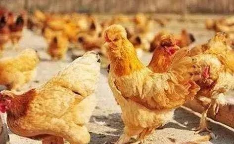 航空工匠的家国情怀,一个养殖者的匠心之城