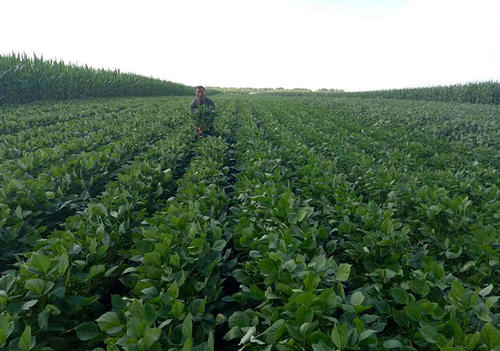 红小豆茎腐病特效药,红小豆枯萎病