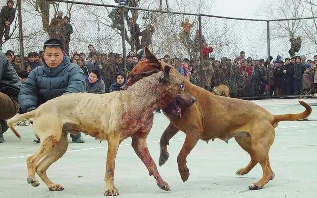 动物创新创业项目有哪些,室内特种养殖创业新项目