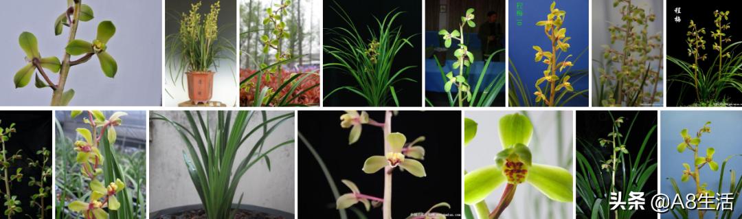 每日一品栏目,每日一品七律