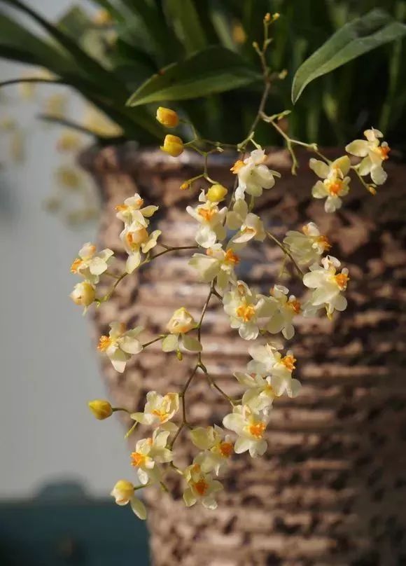 哪种兰花最好养四季开花又很香,春节养什么兰花最香好看