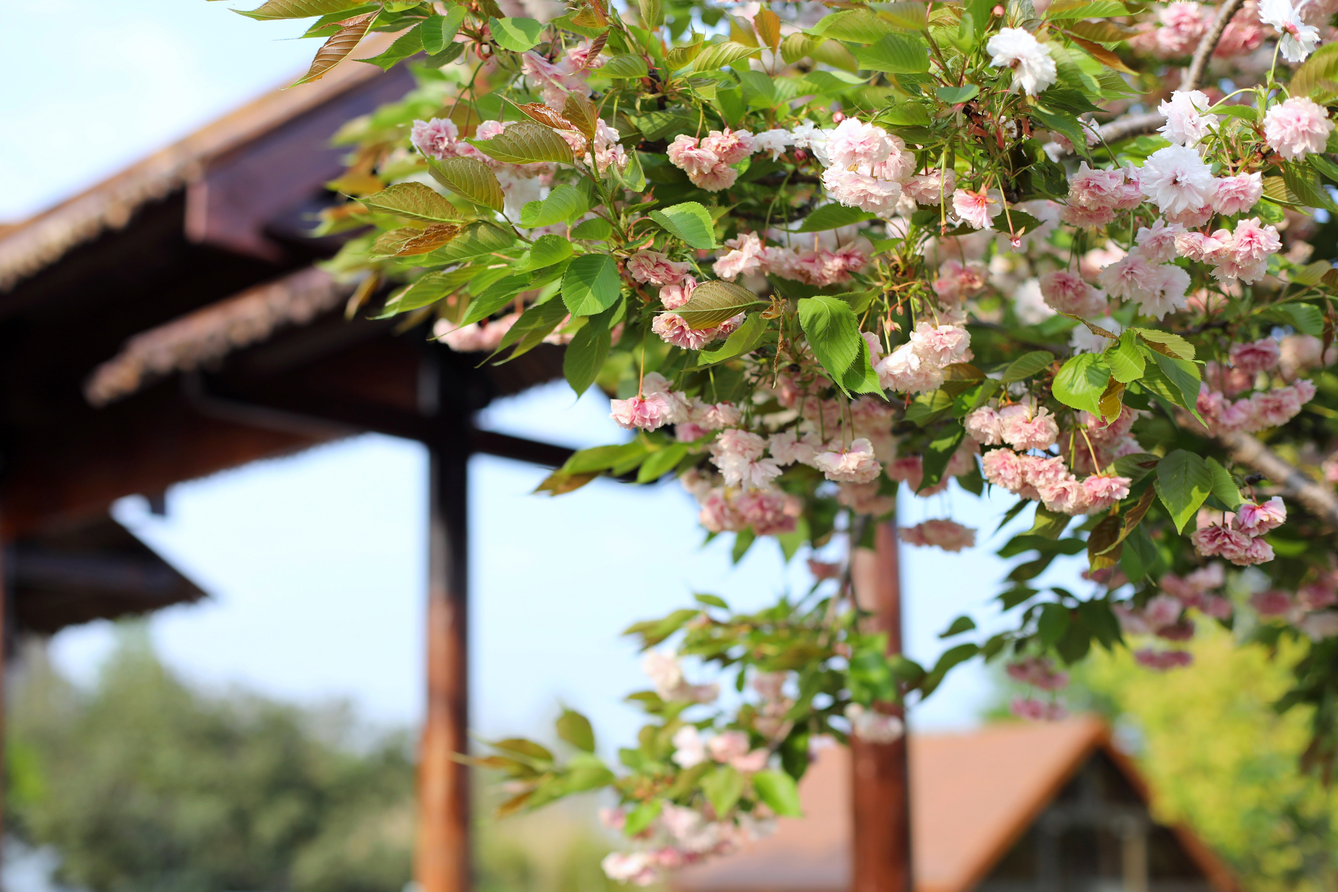 常熟水上花田旅游攻略,常熟水上游玩攻略