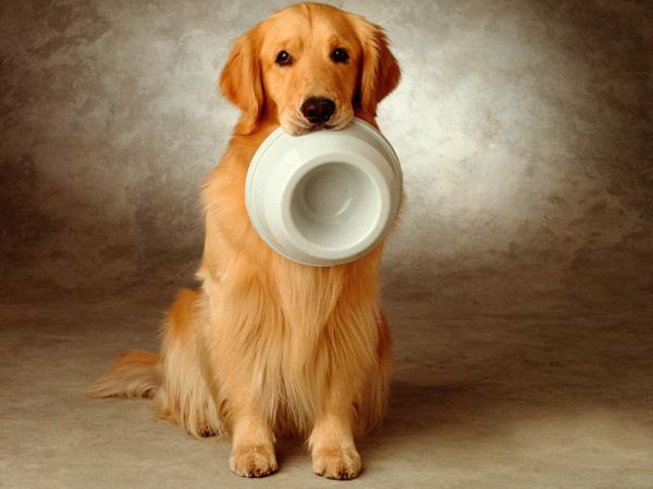 金毛好养吗爱乱跑吗,金毛好养吗会乱叫吗