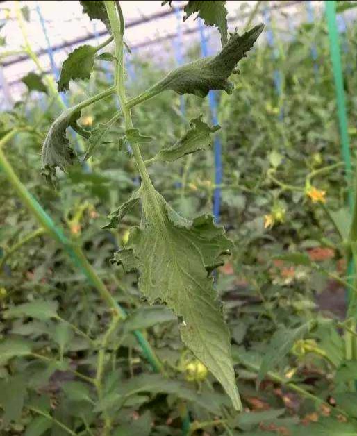 激素农药药害,激素型除草剂的危害