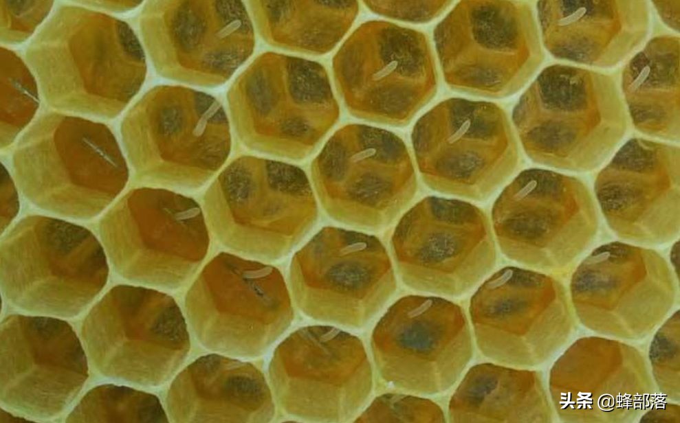 传统蜜蜂如何养才能强大,土养蜜蜂工蜂产卵怎么补救