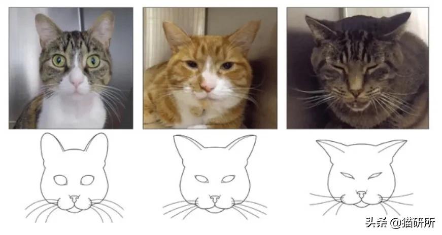 怎样才能看出猫咪对你放下警惕了,怎样发现猫咪的症状