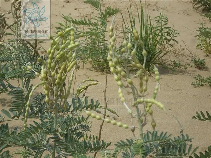 一斤苦豆子,无糖苦豆子