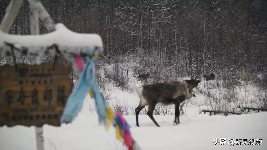 敖鲁古雅原始部落驯鹿喂草,敖鲁古雅驯鹿旅行