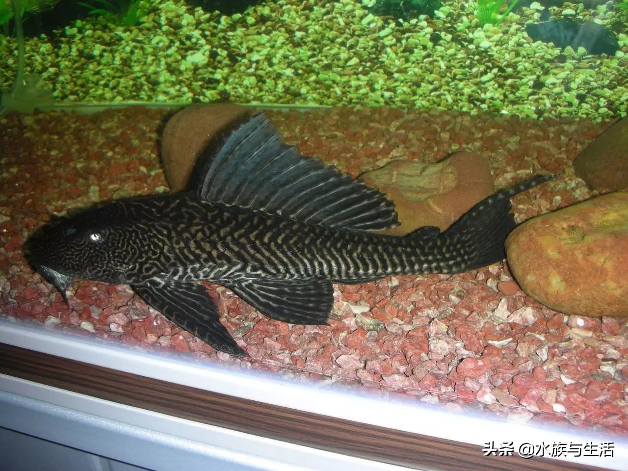 鱼缸除藻能手排名,鱼缸过滤除藻能手