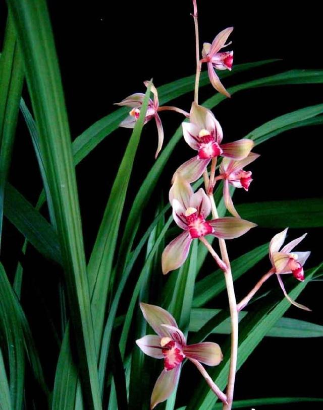 精品玉兰的品种及图片,国兰花朵不艳丽但香气清雅