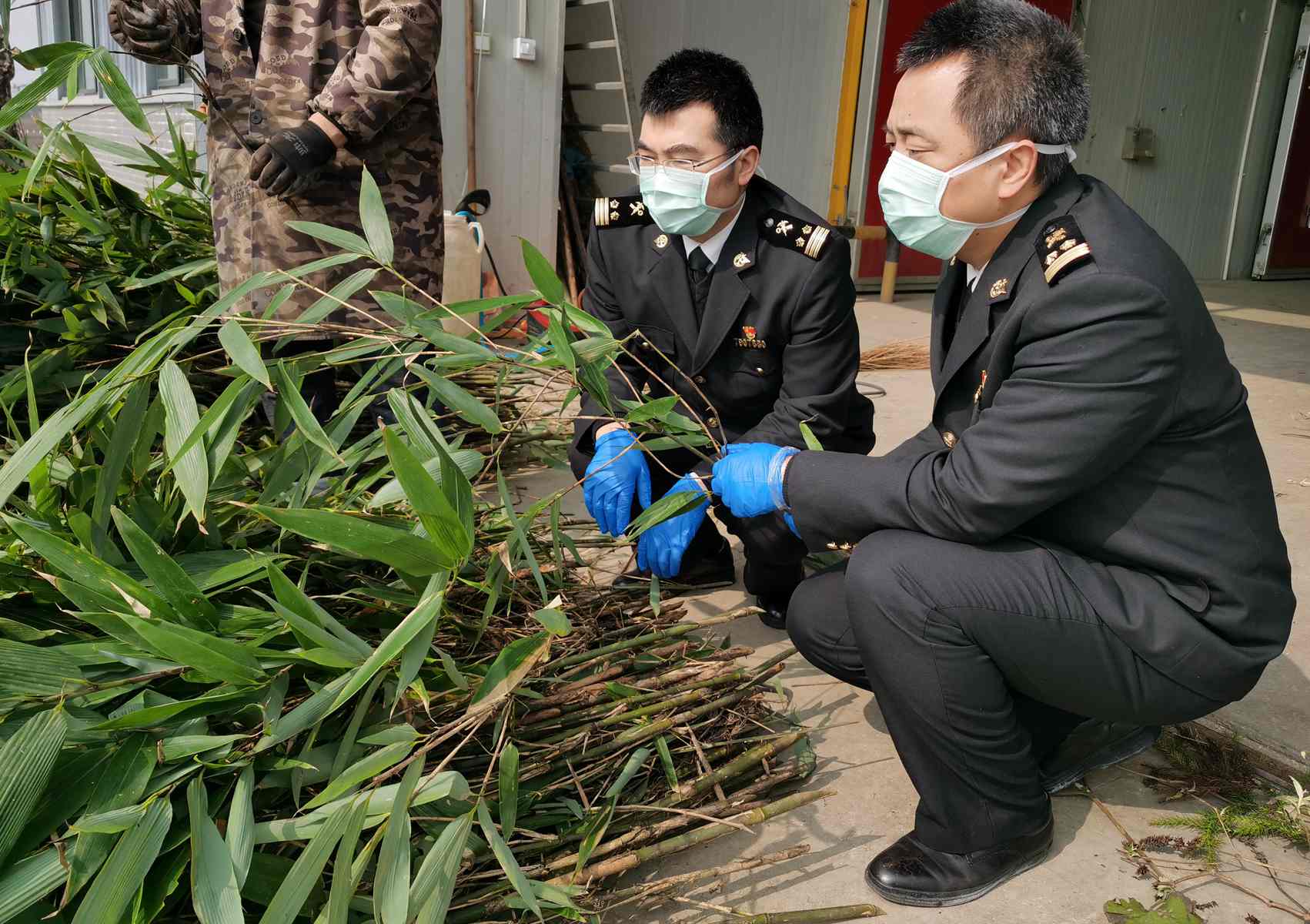 英国有领养大熊猫的资格,英国爱丁堡动物园即将归还大熊猫