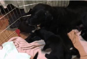 拉布拉多小奶狗新鲜出炉,拉布拉多可爱小奶狗日常