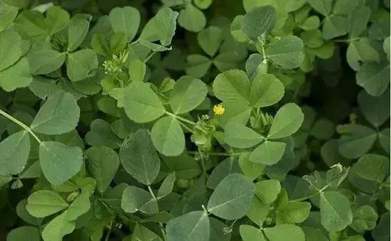 武穴又到挖野菜的时候了,江边好多人都在挖野菜,你吃了吗?