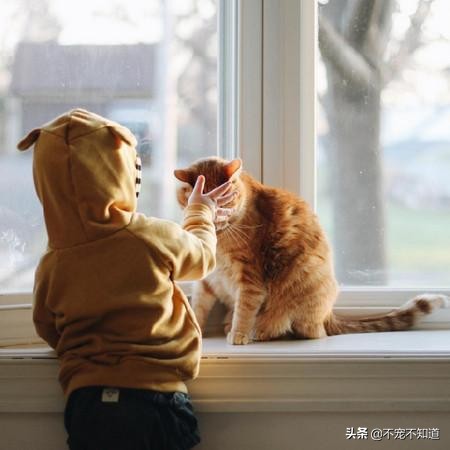 猫咪超过24小时不吃猫粮怎么办,猫咪超过三天不吃东西