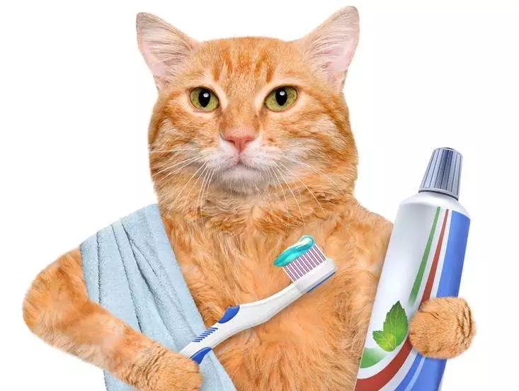 猫咪刷牙怎么做,猫咪刷牙正确教程