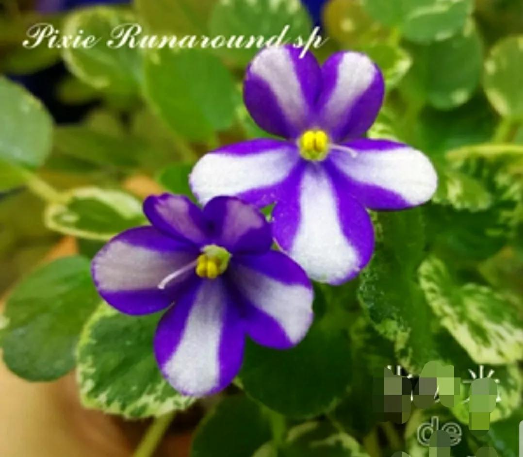 芳踪难觅濒危花！清新治愈篇：沙漠高原是吾家，豹子花的春天来了