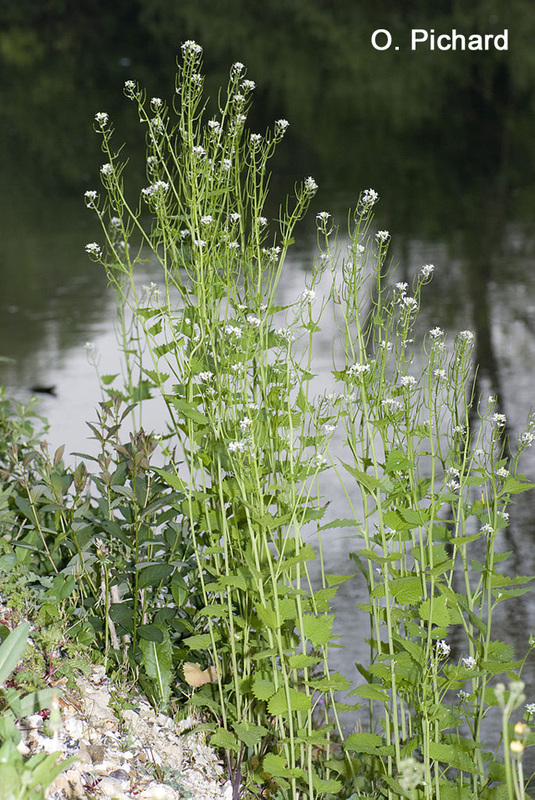 陆龟最喜欢的蔬菜,陆龟爱吃什么